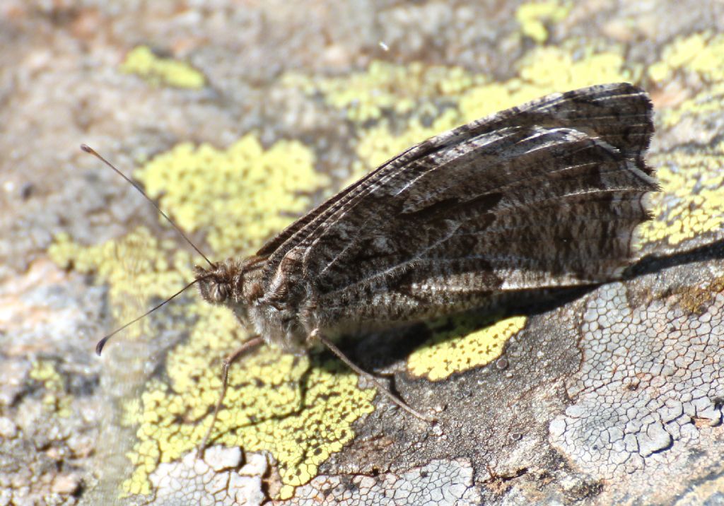 Quale specie? Hipparchia (Parahipparchia) semele, Nymphalidae